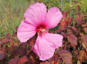 Ibišek bahenní 'Carousel Red Wine' - Hibiscus moscheutos 'Carousel Red Wine'