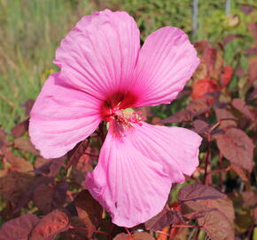 Ibišek bahenní 'Carousel Red Wine' - Hibiscus moscheutos 'Carousel Red Wine'