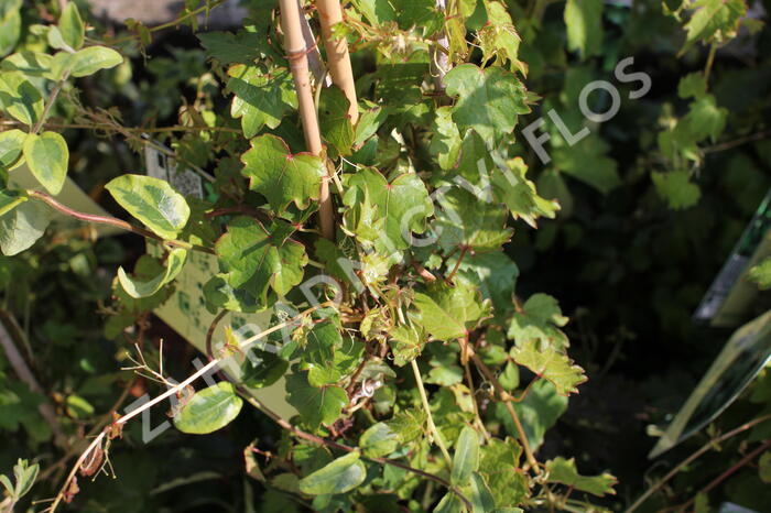 Přísavník trojcípý 'Diamond Mountains' - Parthenocissus tricuspidata 'Diamond Mountains'