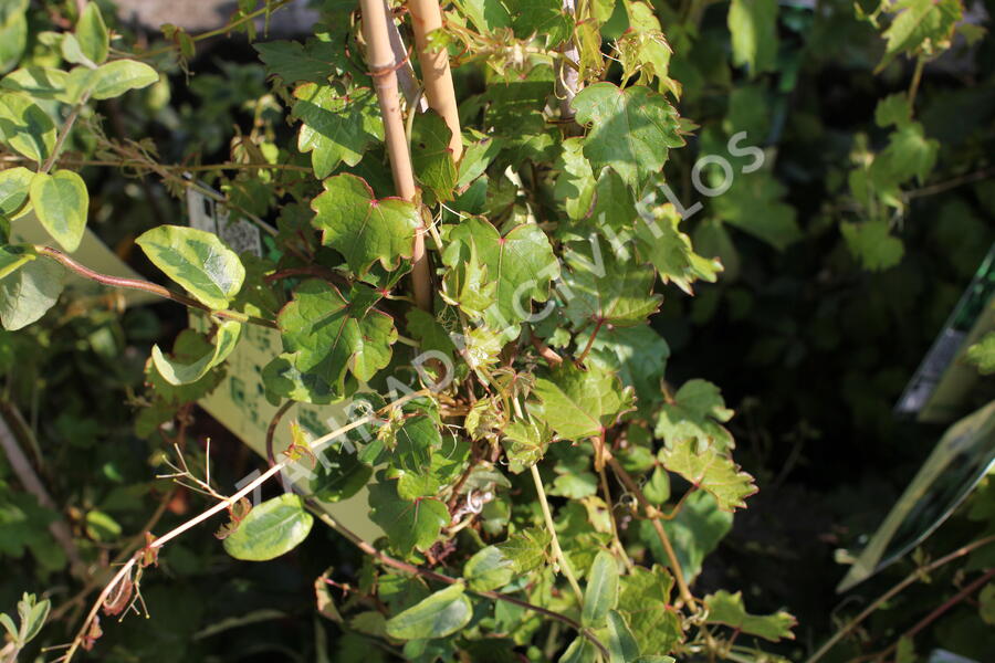 Přísavník trojcípý 'Diamond Mountains' - Parthenocissus tricuspidata 'Diamond Mountains'