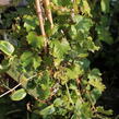 Přísavník trojcípý 'Diamond Mountains' - Parthenocissus tricuspidata 'Diamond Mountains'