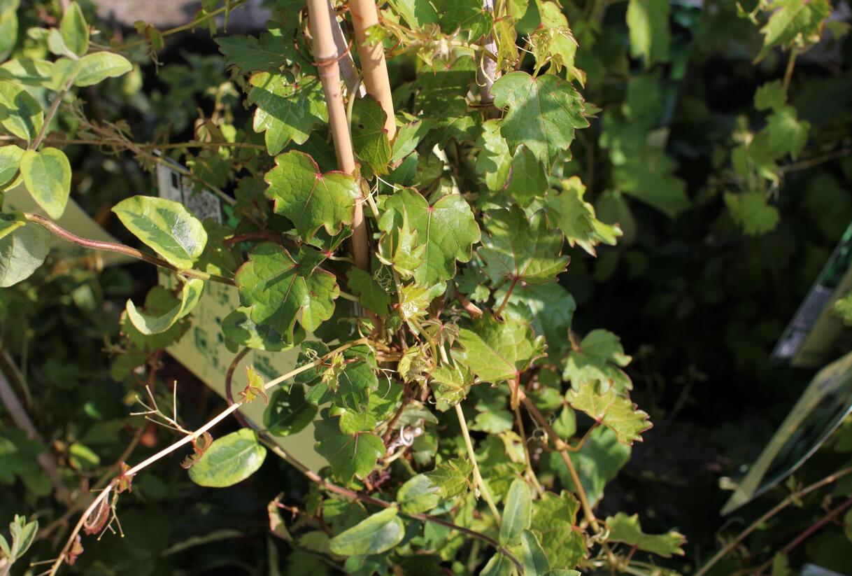 Přísavník trojcípý 'Diamond Mountains' - Parthenocissus tricuspidata 'Diamond Mountains'
