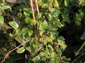 Přísavník trojcípý 'Diamond Mountains' - Parthenocissus tricuspidata 'Diamond Mountains'
