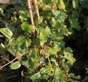 Přísavník trojcípý 'Diamond Mountains' - Parthenocissus tricuspidata 'Diamond Mountains'