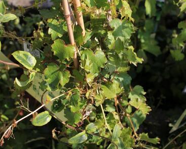Přísavník trojcípý 'Diamond Mountains'