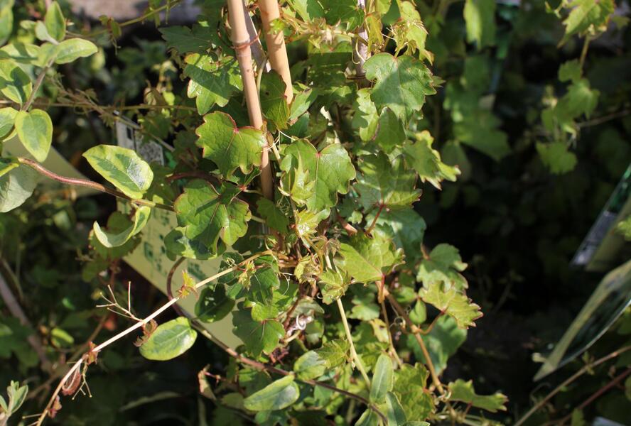 Přísavník trojcípý 'Diamond Mountains' - Parthenocissus tricuspidata 'Diamond Mountains'