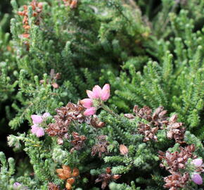 Vřesovec čtyřřadý 'Tina' - Erica tetralix 'Tina'