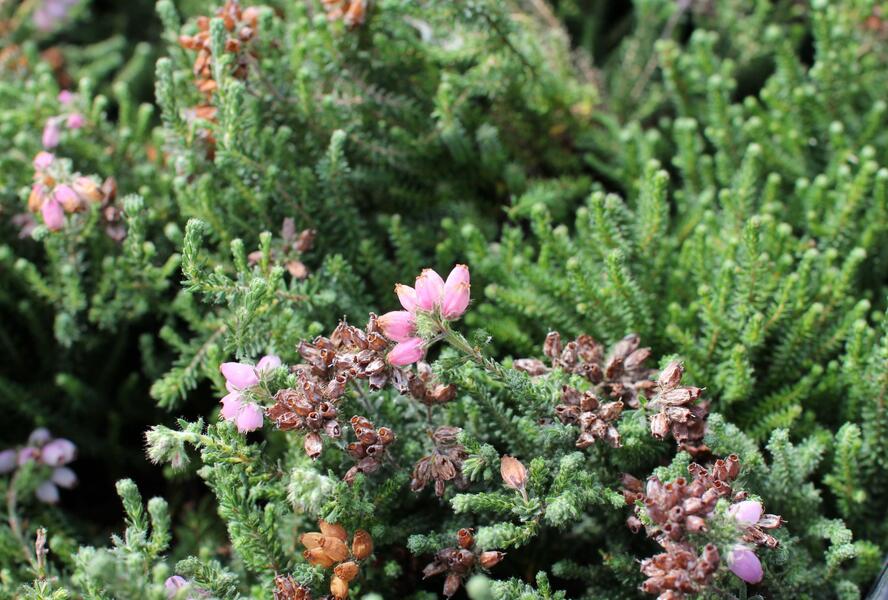 Vřesovec čtyřřadý 'Tina' - Erica tetralix 'Tina'