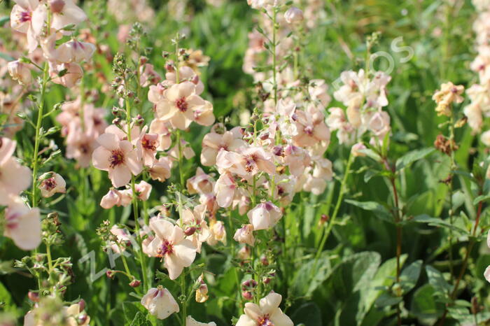 Divizna 'Jackie' - Verbascum 'Jackie'
