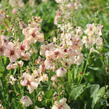 Divizna 'Jackie' - Verbascum 'Jackie'