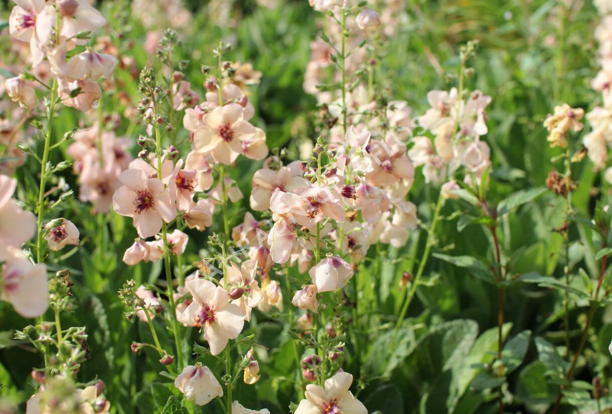 Divizna 'Jackie' - Verbascum 'Jackie'