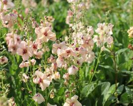 Divizna 'Jackie'