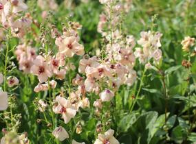 Divizna 'Jackie' - Verbascum 'Jackie'
