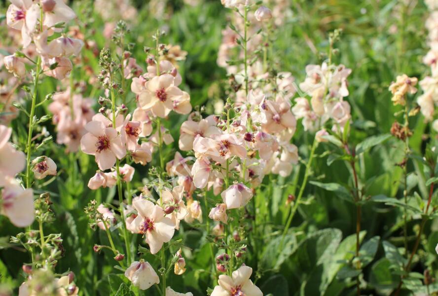 Divizna 'Jackie' - Verbascum 'Jackie'