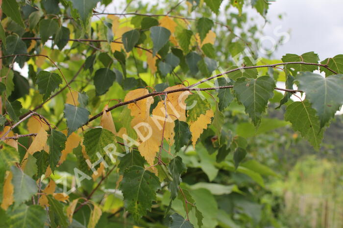 Bříza bělokorá - Betula pendula