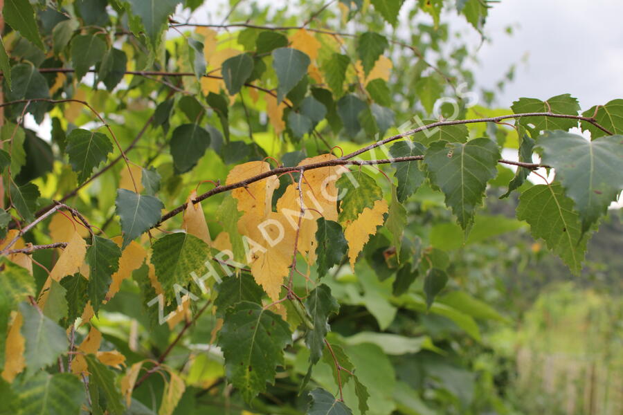 Bříza bělokorá - Betula pendula