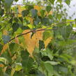 Bříza bělokorá - Betula pendula