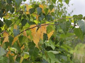 Bříza bělokorá - Betula pendula