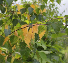 Bříza bělokorá - Betula pendula