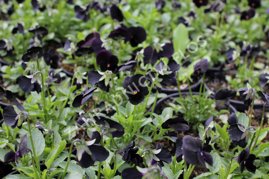 Violka růžkatá 'Twix Black' - Viola cornuta 'Twix Black'