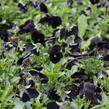Violka růžkatá 'Twix Black' - Viola cornuta 'Twix Black'