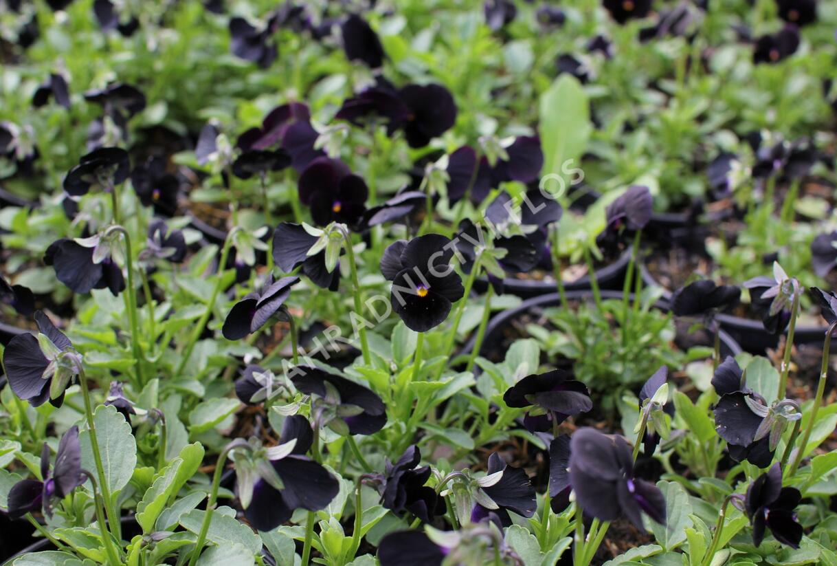 Violka růžkatá 'Twix Black' - Viola cornuta 'Twix Black'
