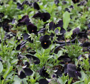 Violka růžkatá 'Twix Black' - Viola cornuta 'Twix Black'
