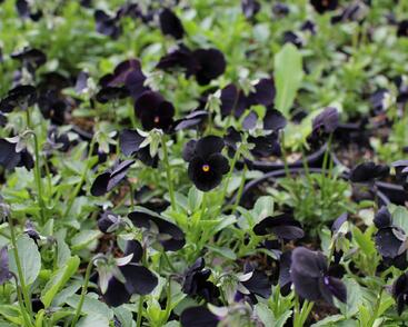 Violka růžkatá 'Twix Black'