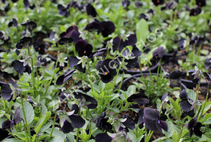 Violka růžkatá 'Twix Black' - Viola cornuta 'Twix Black'