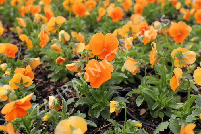 Violka růžkatá 'Twix Orange' - Viola cornuta 'Twix Orange'