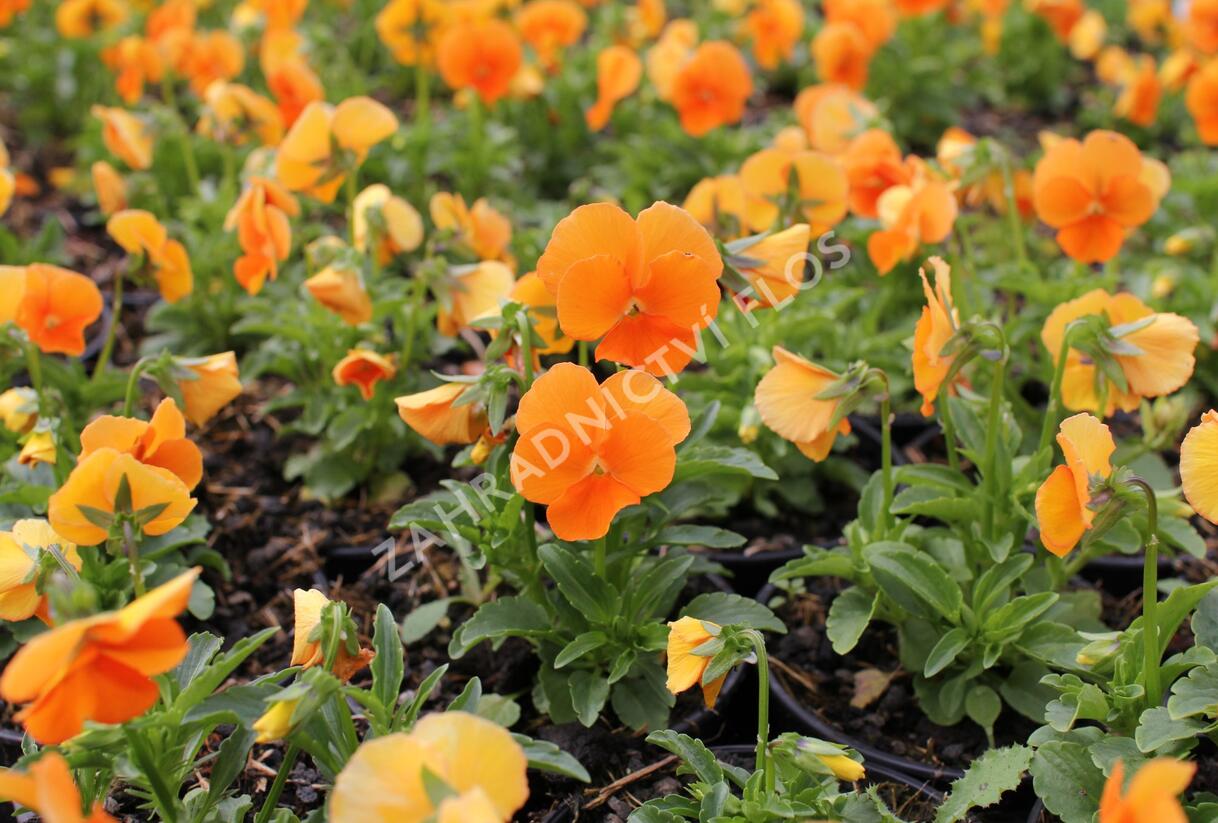 Violka růžkatá 'Twix Orange' - Viola cornuta 'Twix Orange'