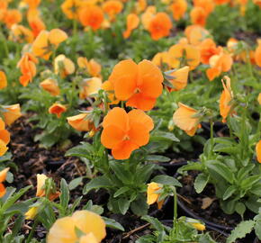 Violka růžkatá 'Twix Orange' - Viola cornuta 'Twix Orange'