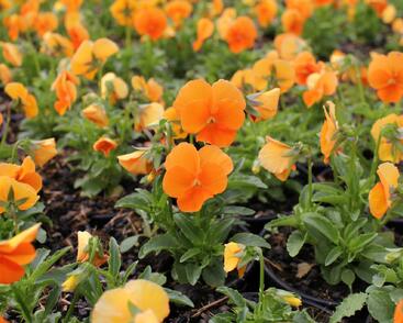 Violka růžkatá 'Twix Orange'