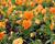 Violka růžkatá 'Twix Orange'