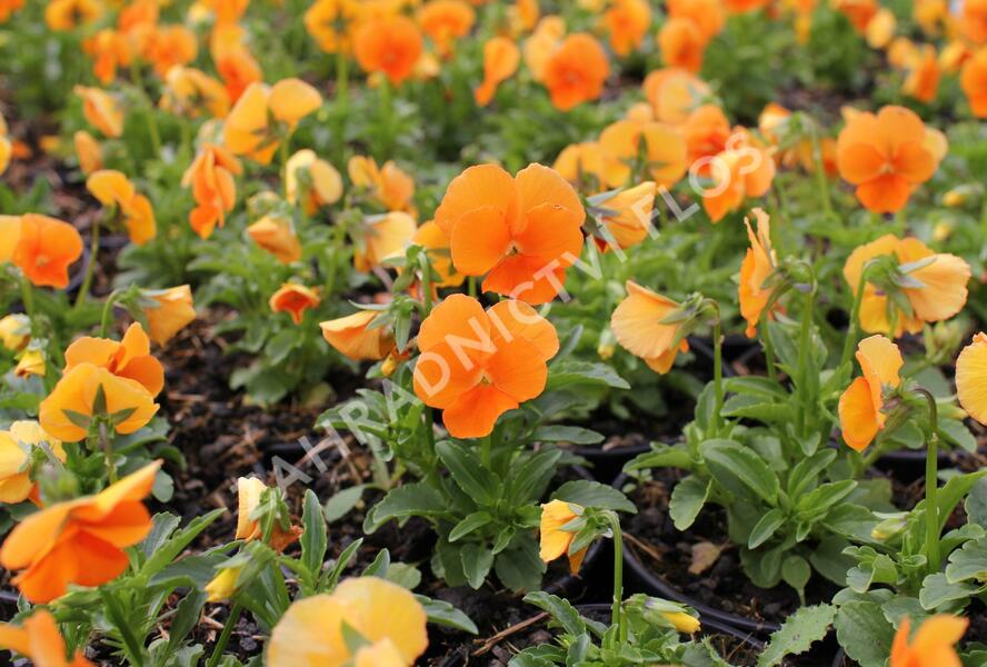 Violka růžkatá 'Twix Orange' - Viola cornuta 'Twix Orange'