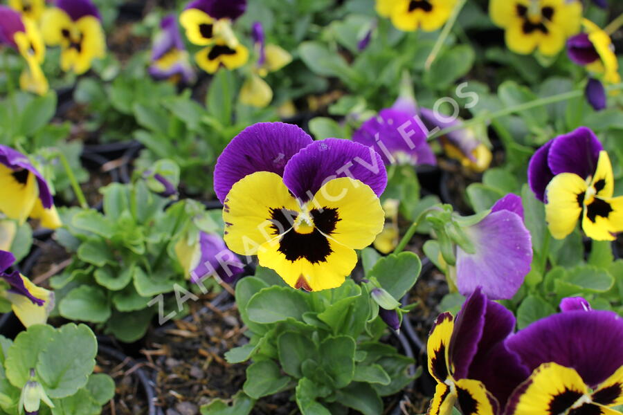 Violka, maceška 'Carneval Early Yellow Purple Wing' - Viola wittrockiana 'Carneval Early Yellow Purple Wing'