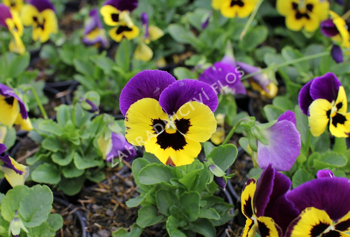 Violka, maceška zahradní 'Carneval Early Yellow Purple Wing' - Viola wittrockiana 'Carneval Early Yellow Purple Wing'