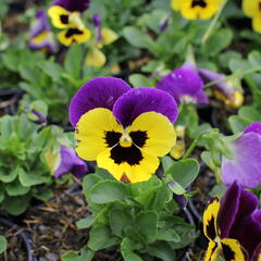 Violka, maceška 'Carneval Early Yellow Purple Wing' - Viola wittrockiana 'Carneval Early Yellow Purple Wing'