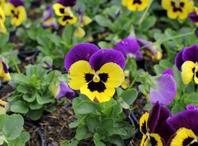 Violka, maceška zahradní 'Carneval Early Yellow Purple Wing' - Viola wittrockiana 'Carneval Early Yellow Purple Wing'