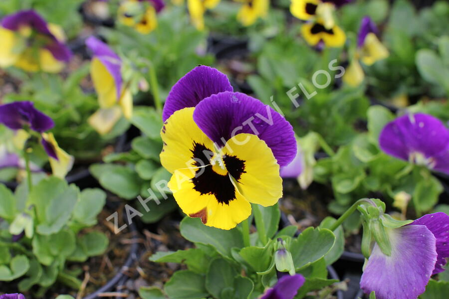 Violka, maceška 'Carneval Early Yellow Purple Wing' - Viola wittrockiana 'Carneval Early Yellow Purple Wing'
