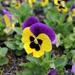 Violka, maceška 'Carneval Early Yellow Purple Wing' - Viola wittrockiana 'Carneval Early Yellow Purple Wing'