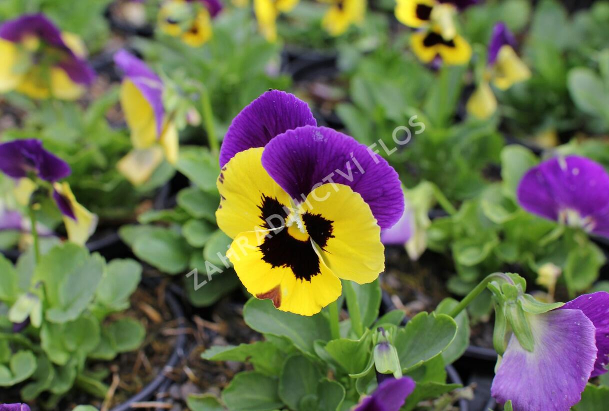 Violka, maceška zahradní 'Carneval Early Yellow Purple Wing' - Viola wittrockiana 'Carneval Early Yellow Purple Wing'