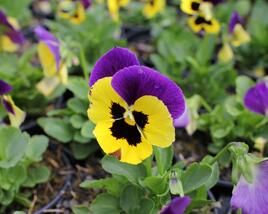 Violka, maceška zahradní 'Carneval Early Yellow Purple Wing'