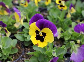 Violka, maceška zahradní 'Carneval Early Yellow Purple Wing' - Viola wittrockiana 'Carneval Early Yellow Purple Wing'