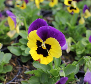 Violka, maceška 'Carneval Early Yellow Purple Wing' - Viola wittrockiana 'Carneval Early Yellow Purple Wing'