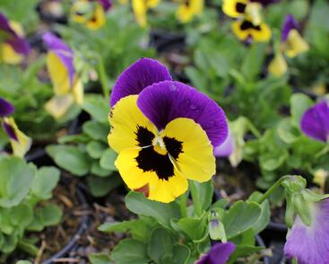 Violka, maceška zahradní 'Carneval Early Yellow Purple Wing'