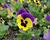 Violka, maceška zahradní 'Carneval Early Yellow Purple Wing'