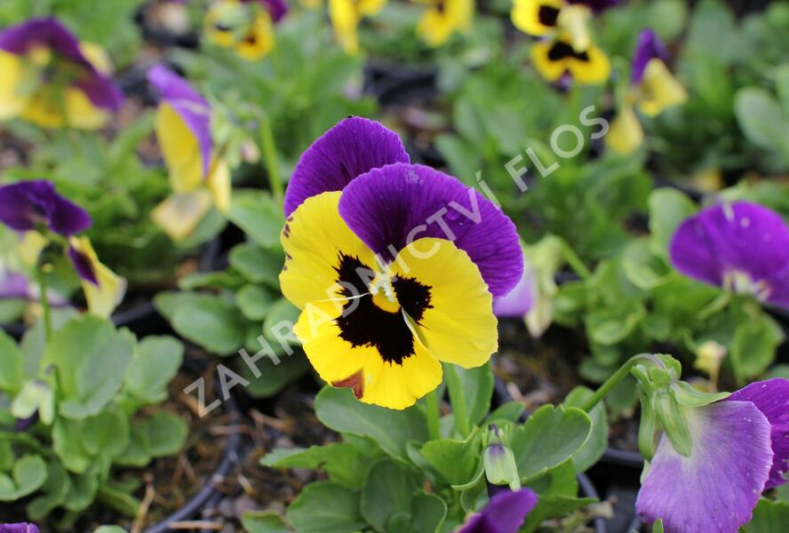 Violka, maceška zahradní 'Carneval Early Yellow Purple Wing' - Viola wittrockiana 'Carneval Early Yellow Purple Wing'