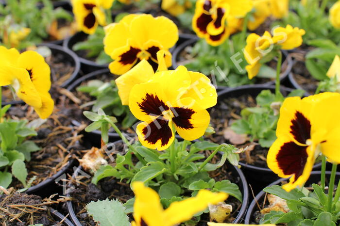 Violka, maceška 'Carneval Gold With Blotch' - Viola wittrockiana 'Carneval Gold With Blotch'