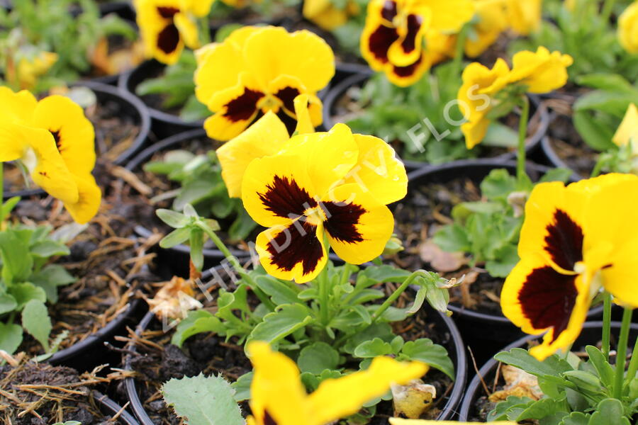 Violka, maceška 'Carneval Gold With Blotch' - Viola wittrockiana 'Carneval Gold With Blotch'